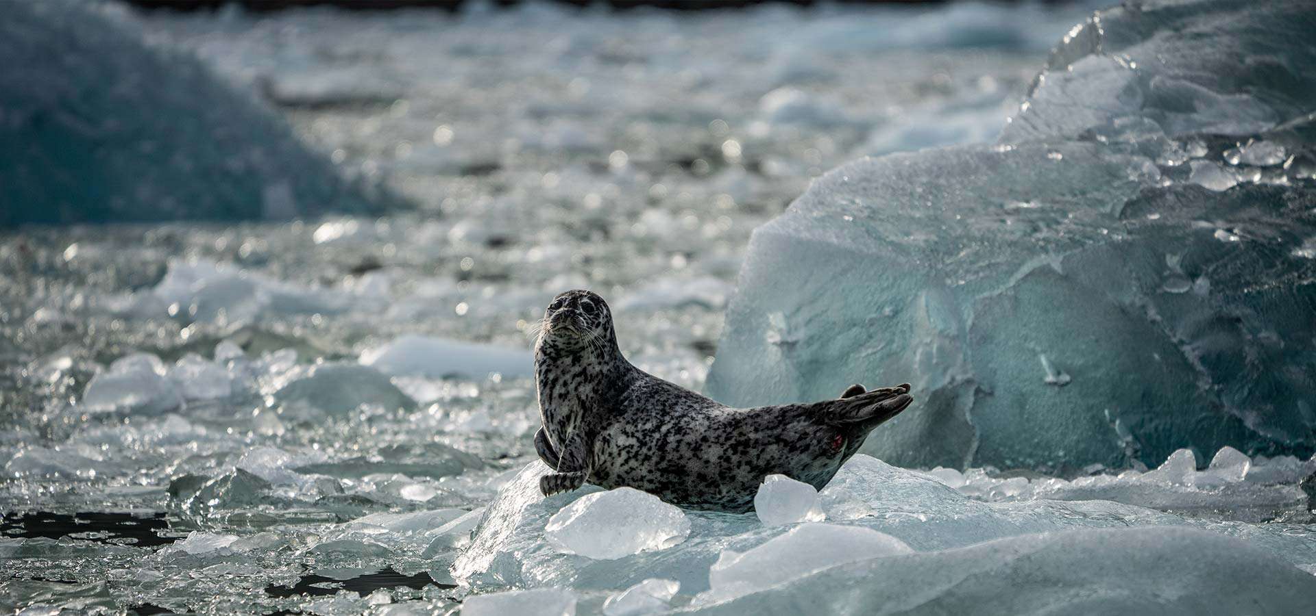 Wildlife Cruises in SE Alaska - Guided Tours