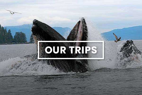 Our Trips