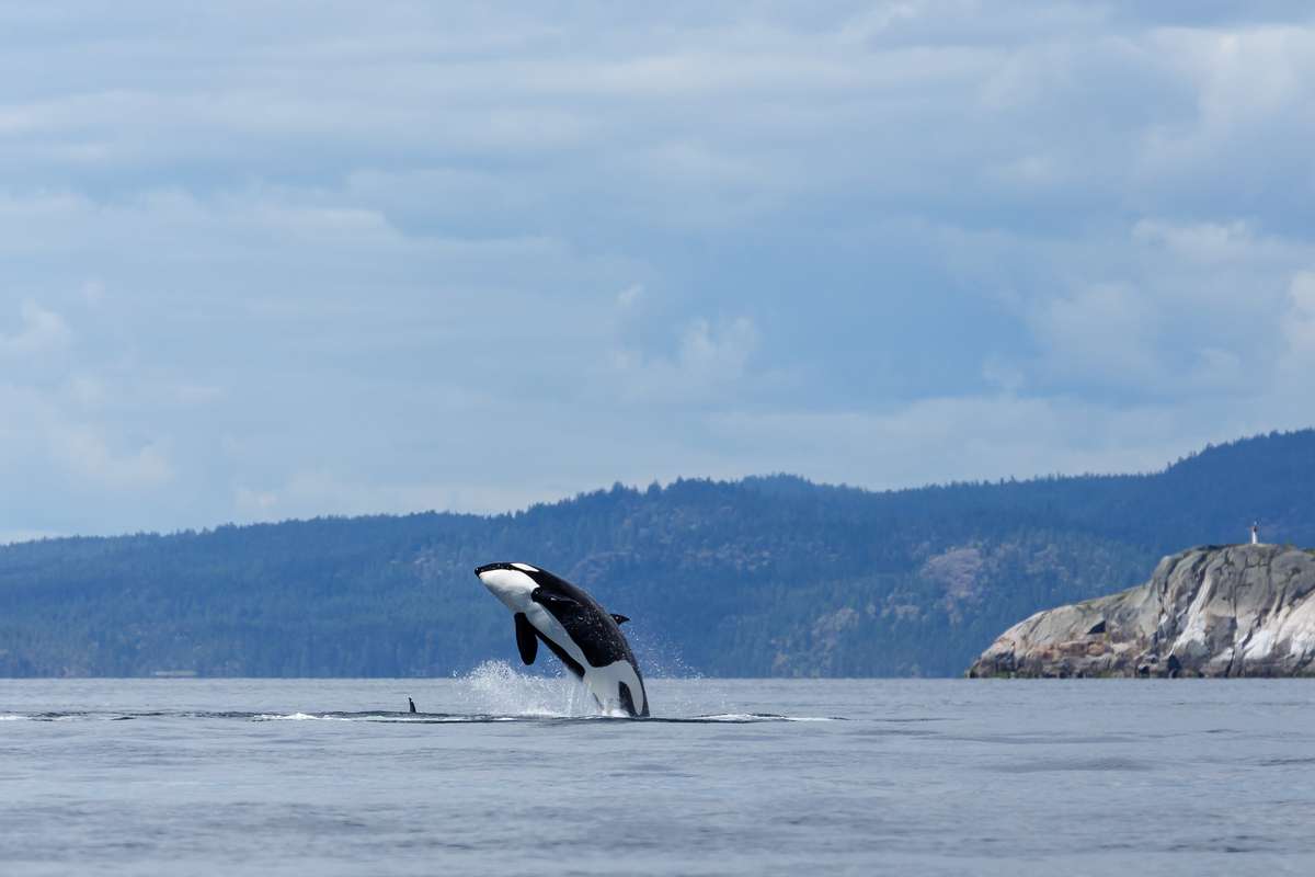 Whale Watching in Alaska