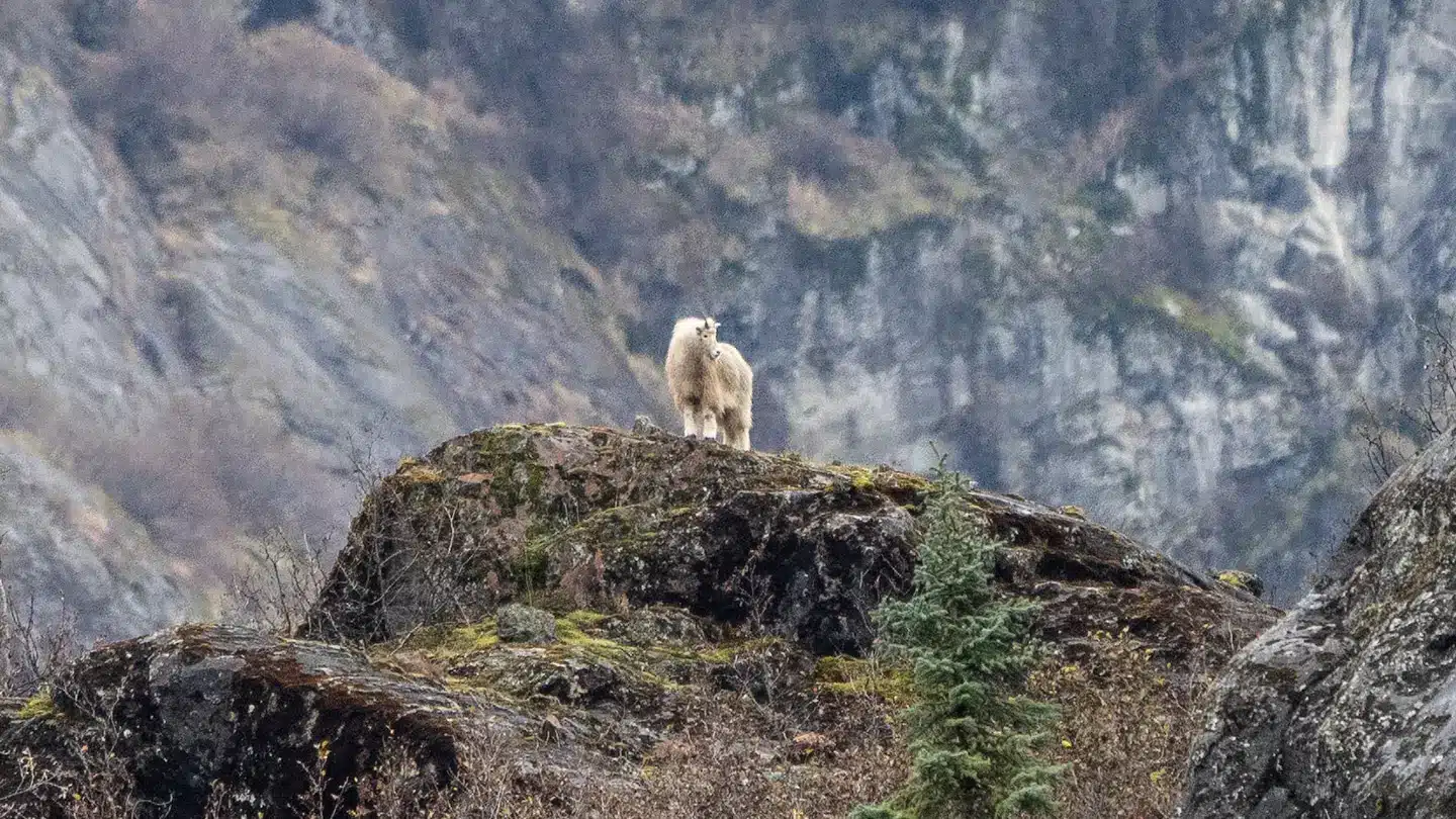 Alaskan Mountain Goat spotted during a private Alaskan Yacht Cruise