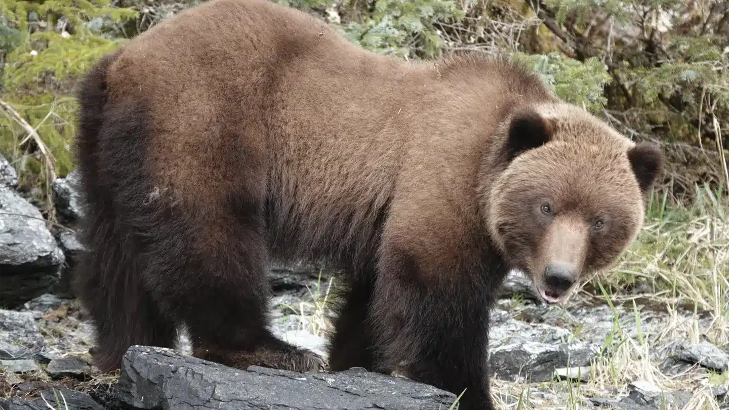 Up close to an Alaskan Brown Bear during Private yacht tour of Alaska