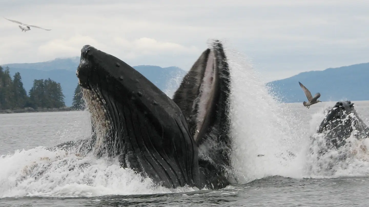 Whale breaching during private Alaskan Cruise