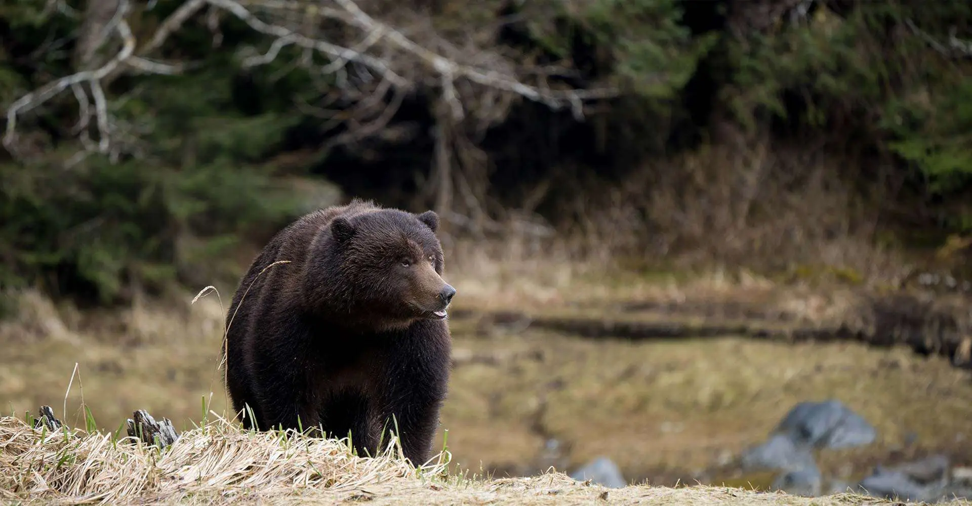 Alaskan Brown Bear