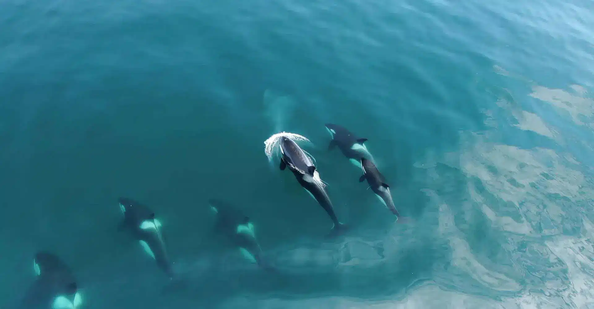 Alaska Orca Whales