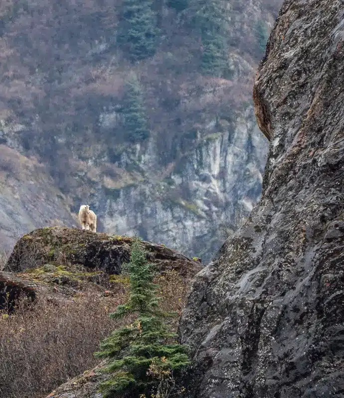 Alaskan Boat Cruises Skiff Adventure Ashore